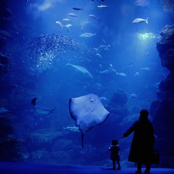 A person and a child stand in front of a large aquarium window, observing a stingray and various fish swimming in a blue-lit underwater scene.
